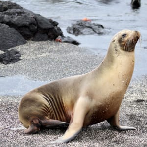 Galapagos Sea Lion by Susan Zylicz