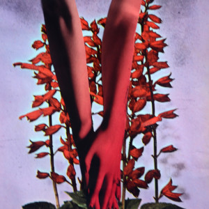 SALVIA by Ariane Severin | WeegeeWeegee