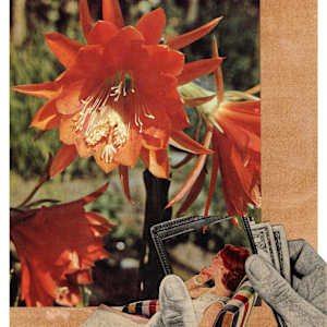 Epiphyullum Red Head by Suzy Kopf, Image 8.