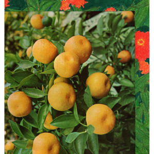 Grapefruit Suprise by Suzy Kopf