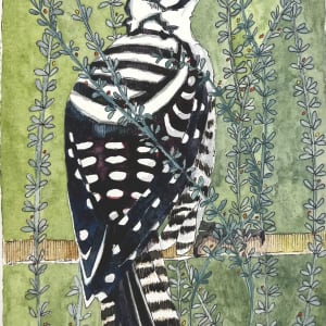 Gila Woodpecker by Jody Rigsby