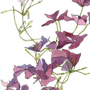 Purple Oxalis by Chris Carter