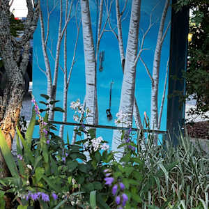 A Stand of Birches by Scott Froeschl 