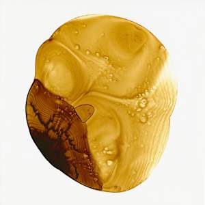 Square Pearl  3 by Michelle Concepción