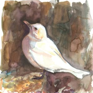 Ivory gull by Abby McBride
