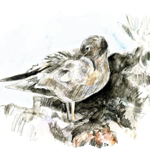 Lava gull by Abby McBride