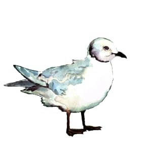 Ross's gull by Abby McBride, Image 2.