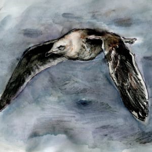 Slaty-backed gull by Abby McBride