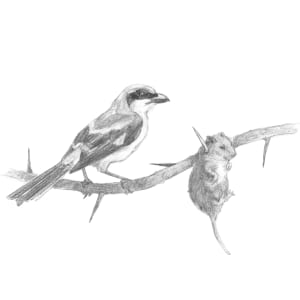 Colloquial by Abby McBride