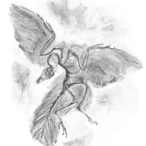 Archaeopteryx by Abby McBride