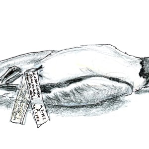 Sabine's gull specimen by Abby McBride