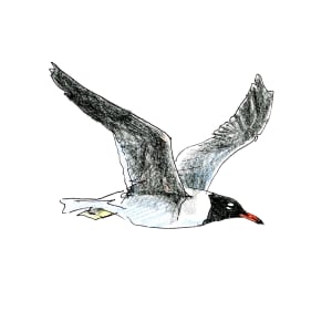 White-eyed gull by Abby McBride