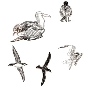 Albs, gulls, shearwaters by Abby McBride