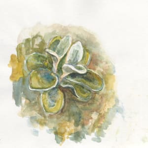 Alpine plant by Abby McBride