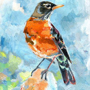 American Robin