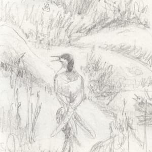 Arctic tern by Abby McBride