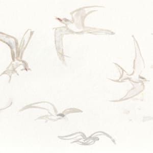 Arctic terns by Abby McBride