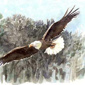 Bald Eagle by Abby McBride