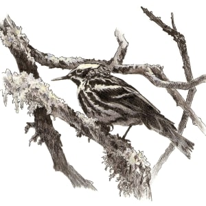 Black-and-white Warbler by Abby McBride