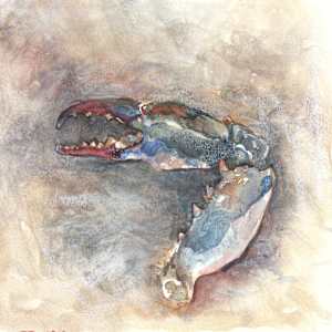 Blue crab by Abby McBride, Image 2.