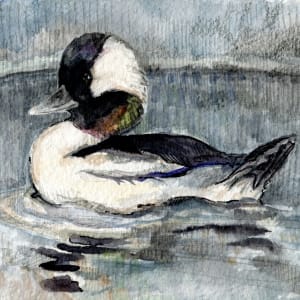 Bufflehead