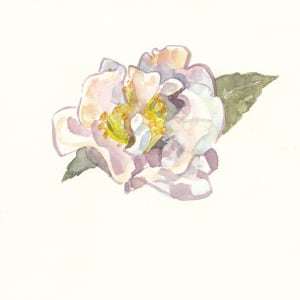 Camellia by Abby McBride