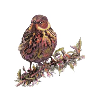 Cape May Warbler by Abby McBride