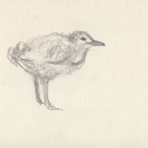 Gangly gull chick by Abby McBride