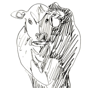 Dartmouth cow by Abby McBride