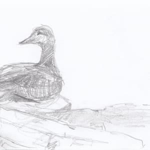 Egg Rock trip eider by Abby McBride