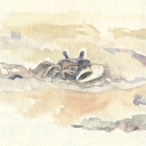 Fiddler crab by Abby McBride