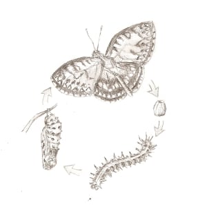 Fritillary Life Cycle