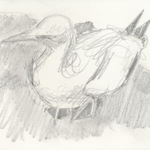 Gannet at Muriwai by Abby McBride