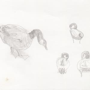 Goose sketches by Abby McBride