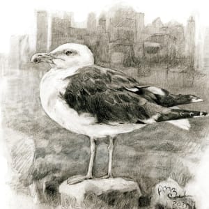 Great Black-backed Gull by Abby McBride