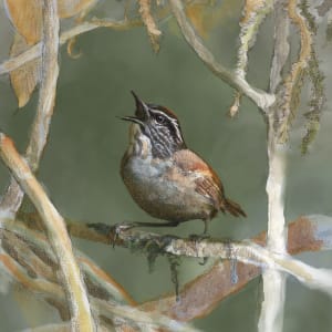Grey-breasted Wood-Wren by Abby McBride
