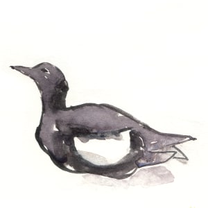 Black Guillemot by Abby McBride