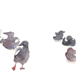 Black guillemots by Abby McBride