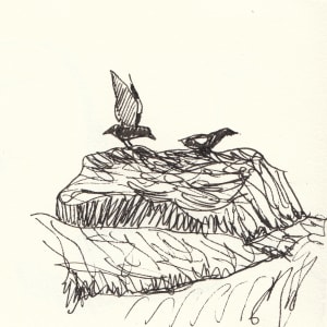 Guillemots on Little Duck Island by Abby McBride