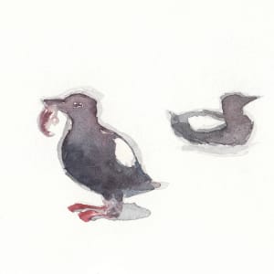Guillemot with fish by Abby McBride