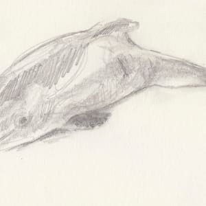 Harbor porpoise by Abby McBride