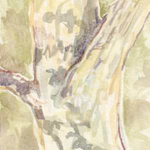 Red oak by Abby McBride, Image 9.