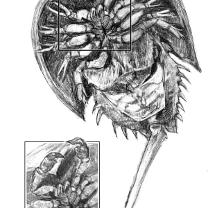 Horseshoe Crab 