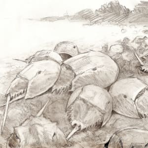 Horseshoe Crabs Spawning