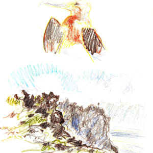 Juvenile frigatebird and Punta Cevallos by Abby McBride