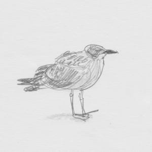 Juvenile Gull by Abby McBride