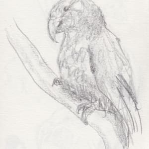 Kākā by Abby McBride, Image 2.