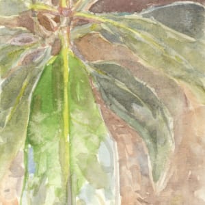 Karaka by Abby McBride