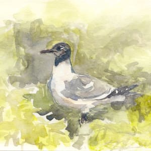 Laughing (and nesting) Gull by Abby McBride