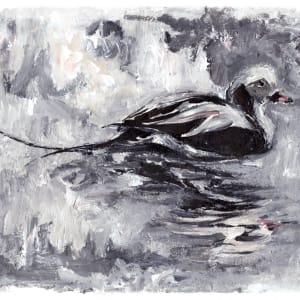 Long-tailed Duck